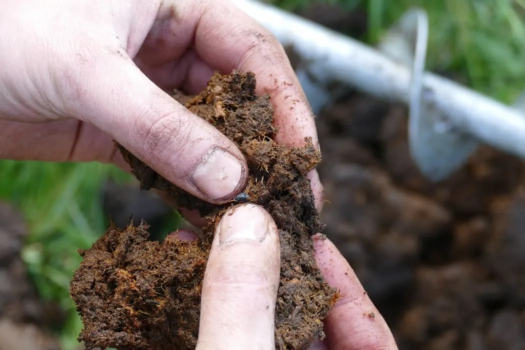 Torfboden aus einer 3-Meter-Bohrung 
